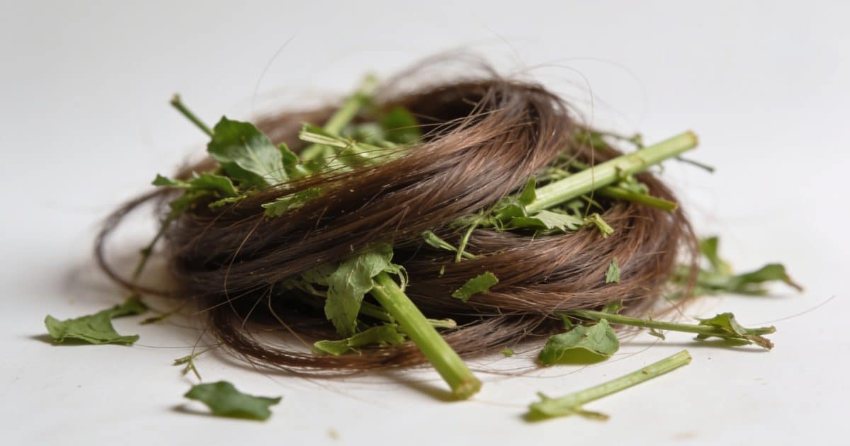 Tas de cheveux bruns meles a dechets verts
