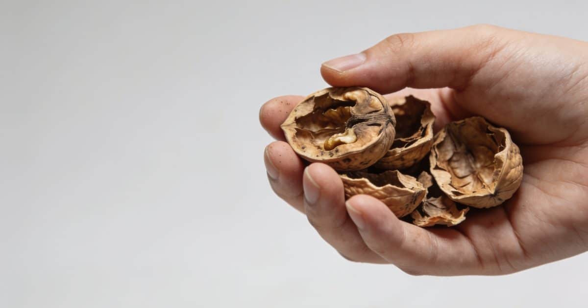 Main de cuisine versant coquilles de noix usees