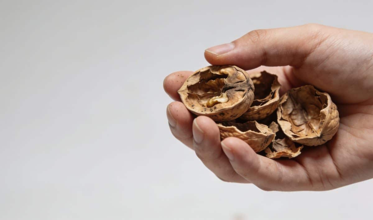 Main de cuisine versant coquilles de noix usees
