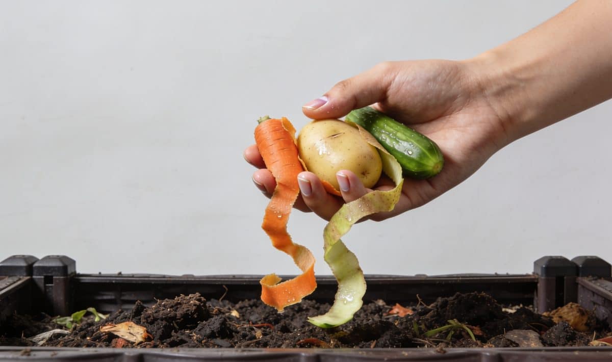 Mains versant epluchures legumes dans composteur jardin