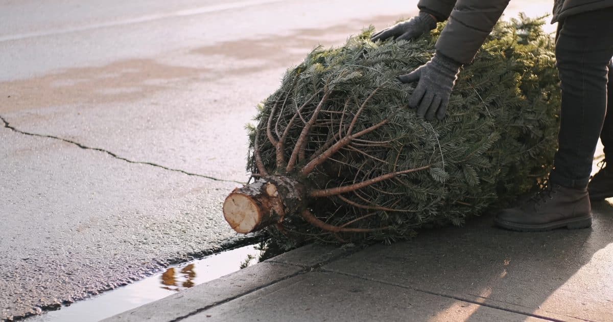 Personne deposant sapin de Noel sur trottoir