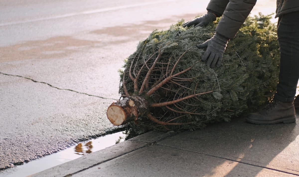 Personne deposant sapin de Noel sur trottoir