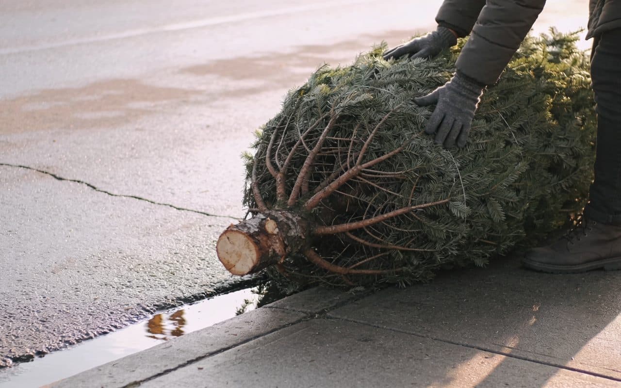 Personne deposant sapin de Noel sur trottoir
