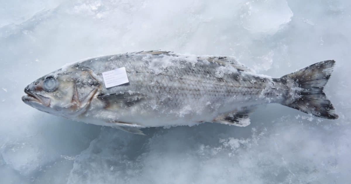 Poisson entier surglace avec petite etiquette blanche