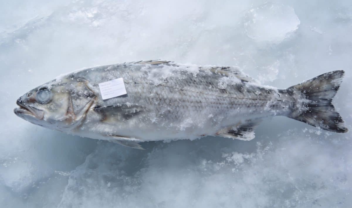 Poisson entier surglace avec petite etiquette blanche