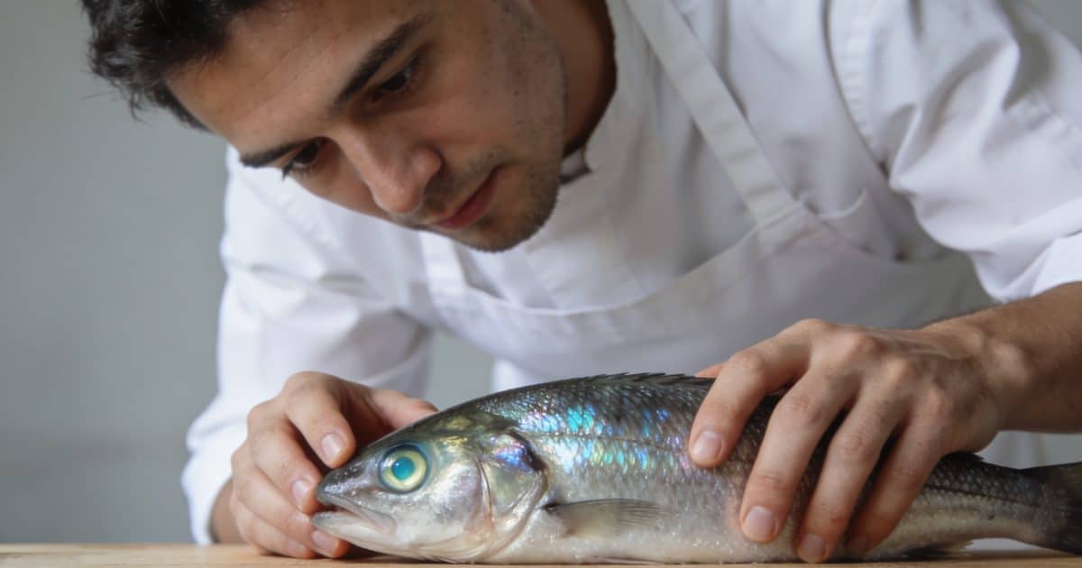 Poissonnier inspectant yeux brillants et ecailles luisantes