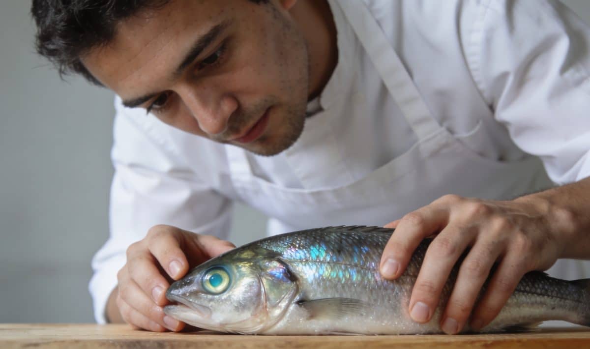 Poissonnier inspectant yeux brillants et ecailles luisantes