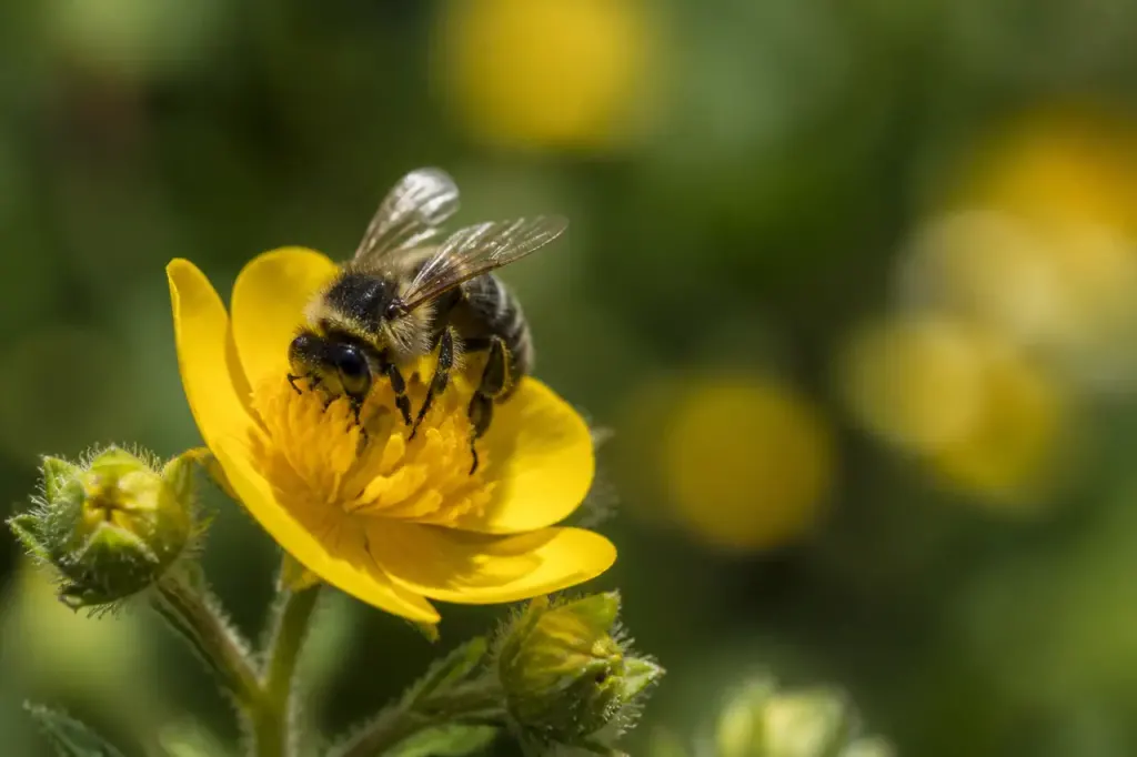 Abeille sauvage posee sur une fleur jaune