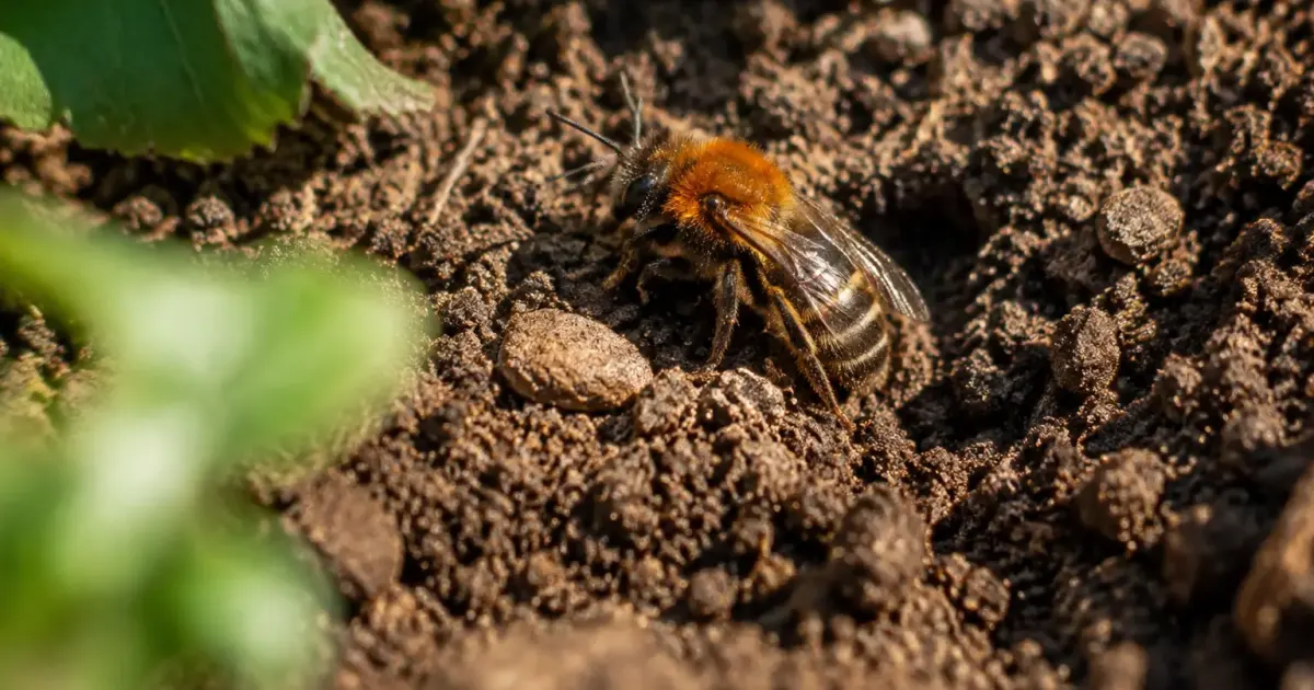 Abeille solitaire posee sur une terre nue de jardin