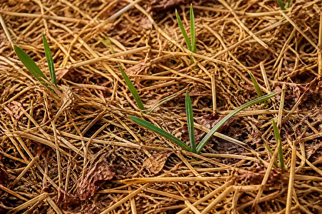 Ail couvert de paille seche et feuilles mortes