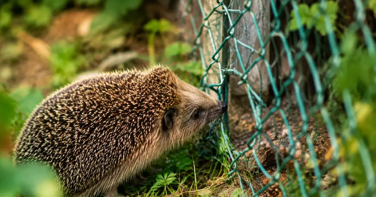 Animal aux piquants devant un trou dans le grillage
