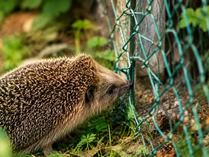 Animal aux piquants devant un trou dans le grillage