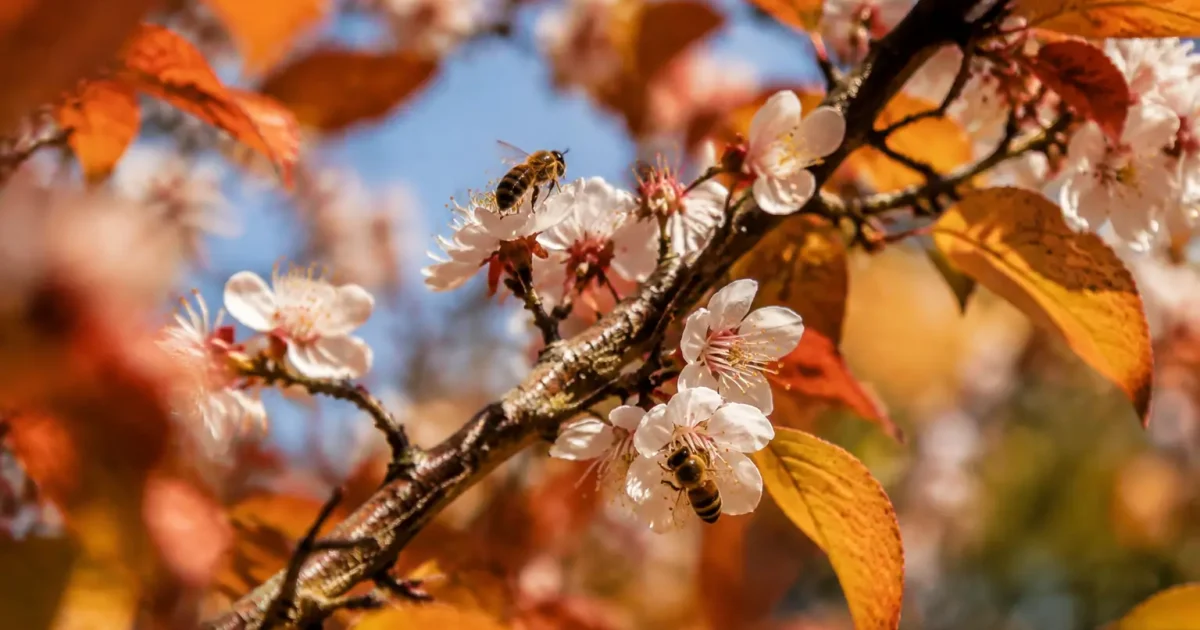 Arbre fleuri en automne avec abeilles butinant sur branches