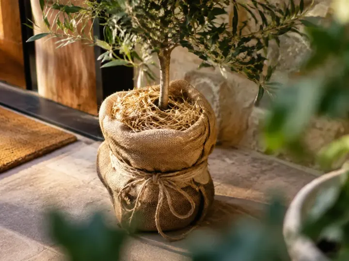 Arbre en pot emballe de toile et paille