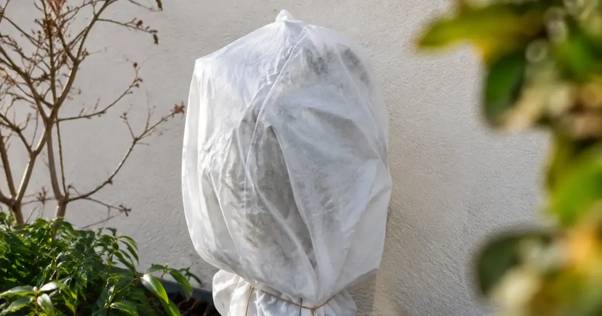 Arbuste emballe de toile blanche contre un mur exterieur