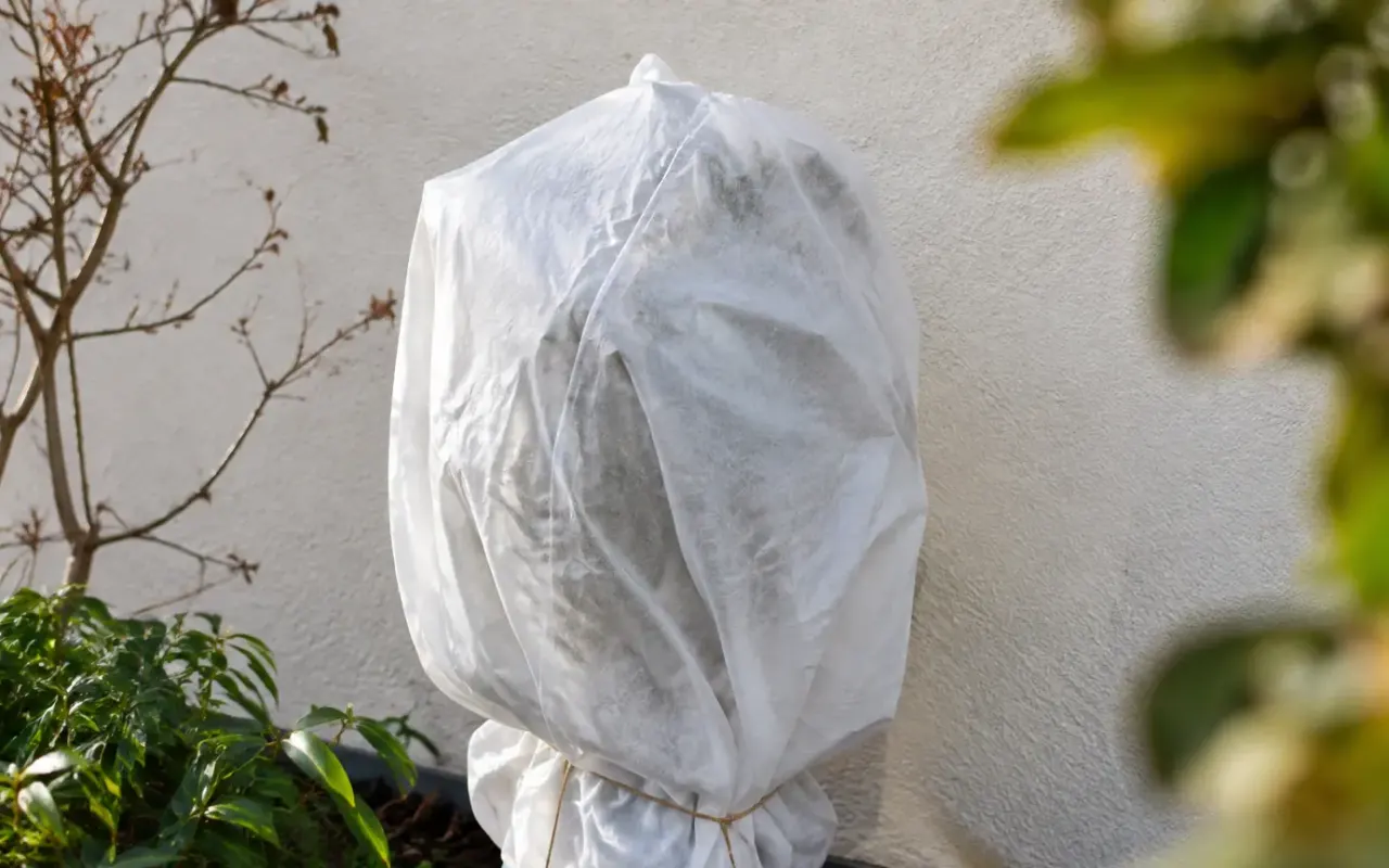Arbuste emballe de toile blanche contre un mur exterieur