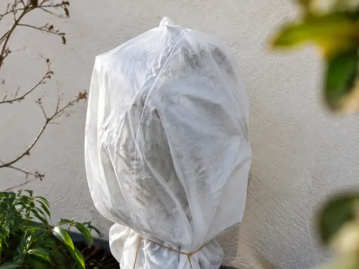 Arbuste emballe de toile blanche contre un mur exterieur