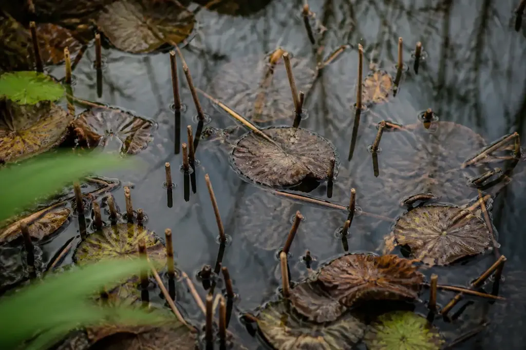 Bassin de jardin avec nenuphars fanes et tiges coupees