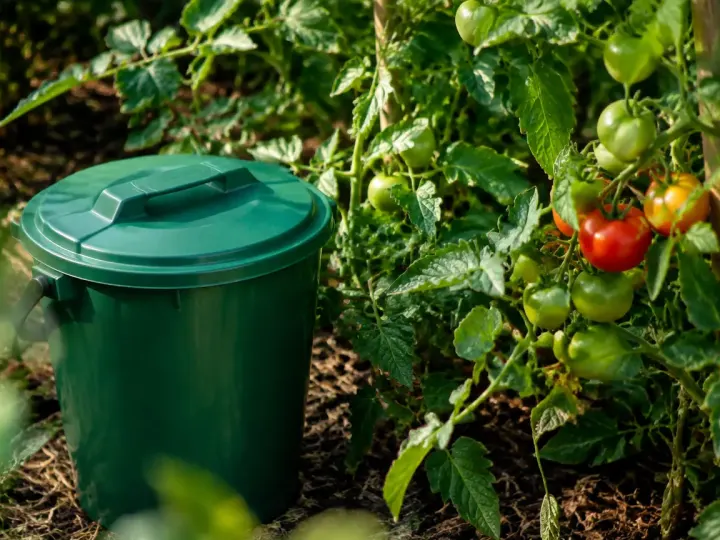 Bidon vert posé au pied des tomates au potager
