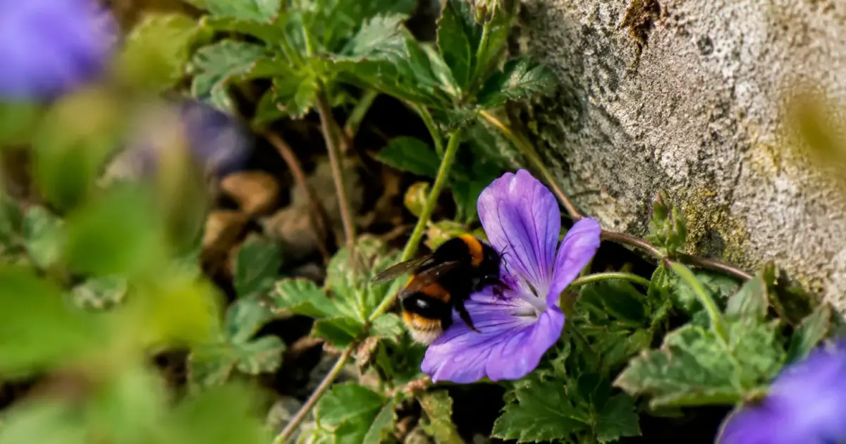 Bourdon butinant une fleur mauve au pied d'un mur