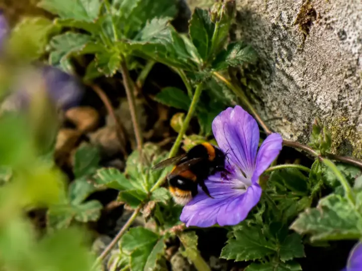 Bourdon butinant une fleur mauve au pied d'un mur