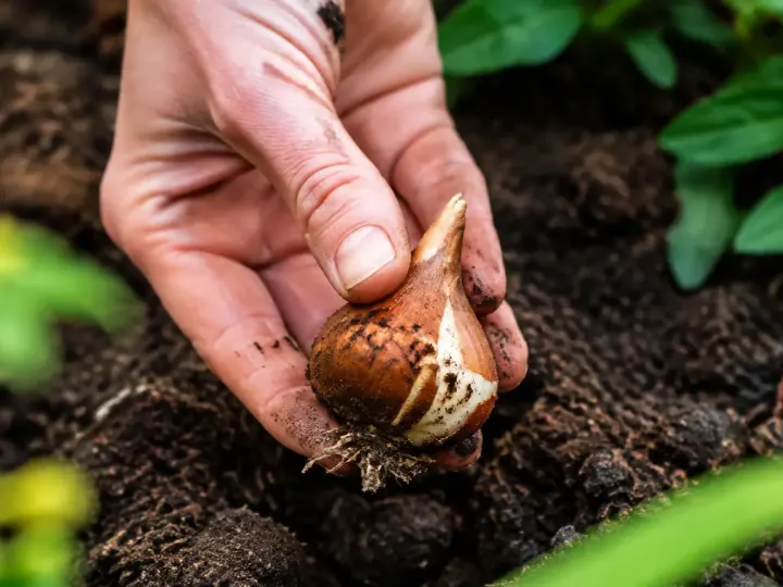 Main gantee tenant un bulbe de tulipe sur terre