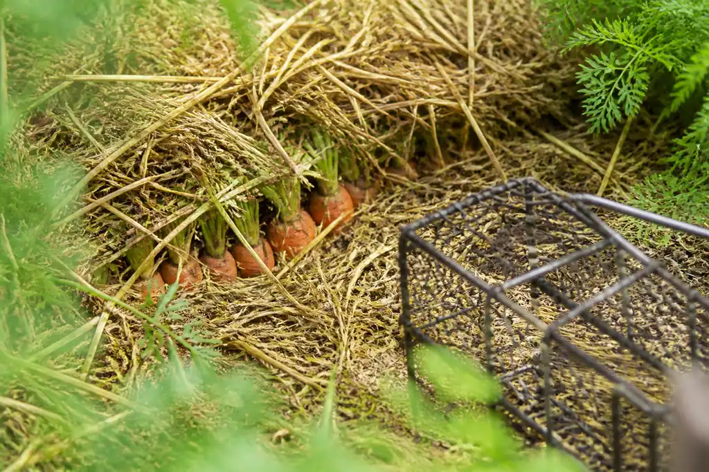 Carottes orange sous paille epaisse pres dun piege metallique