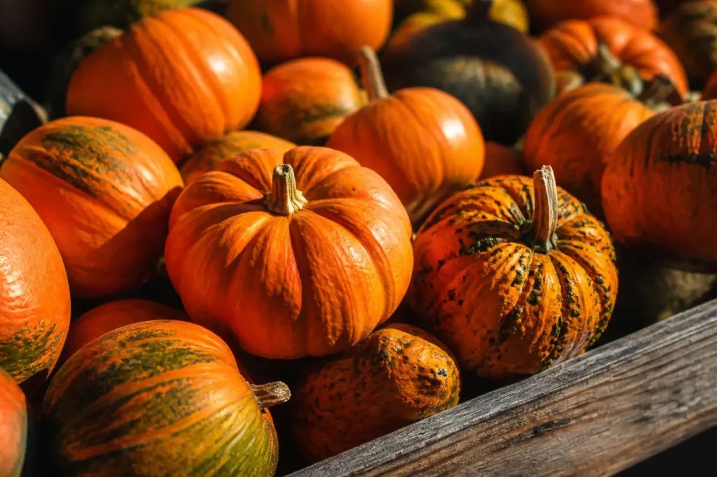 Tas de courges orange vives sur un etal
