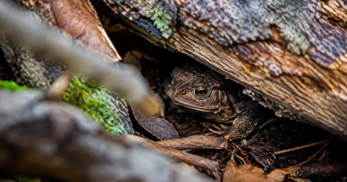 Crapaud blotti sous un tas de bois mort