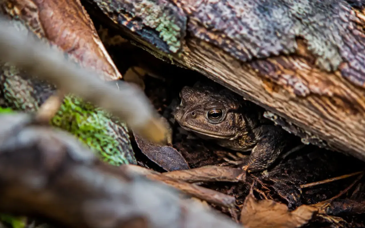 Crapaud blotti sous un tas de bois mort