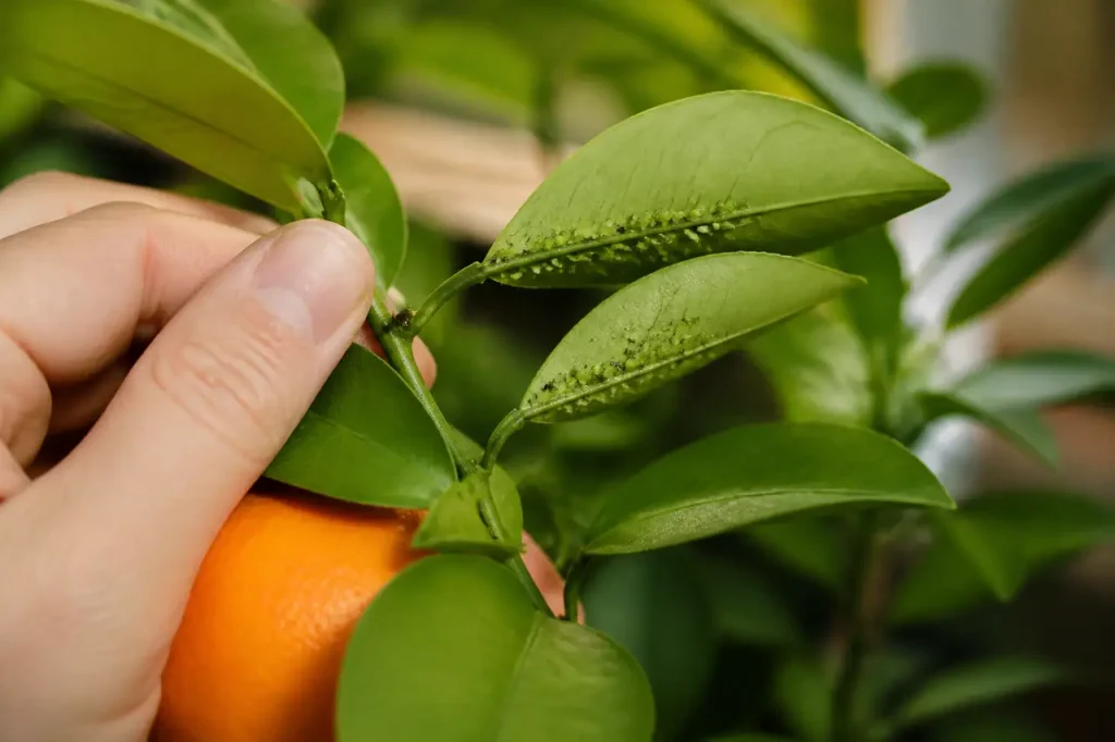 Demi-orange posee pres de feuilles avec quelques pucerons verts