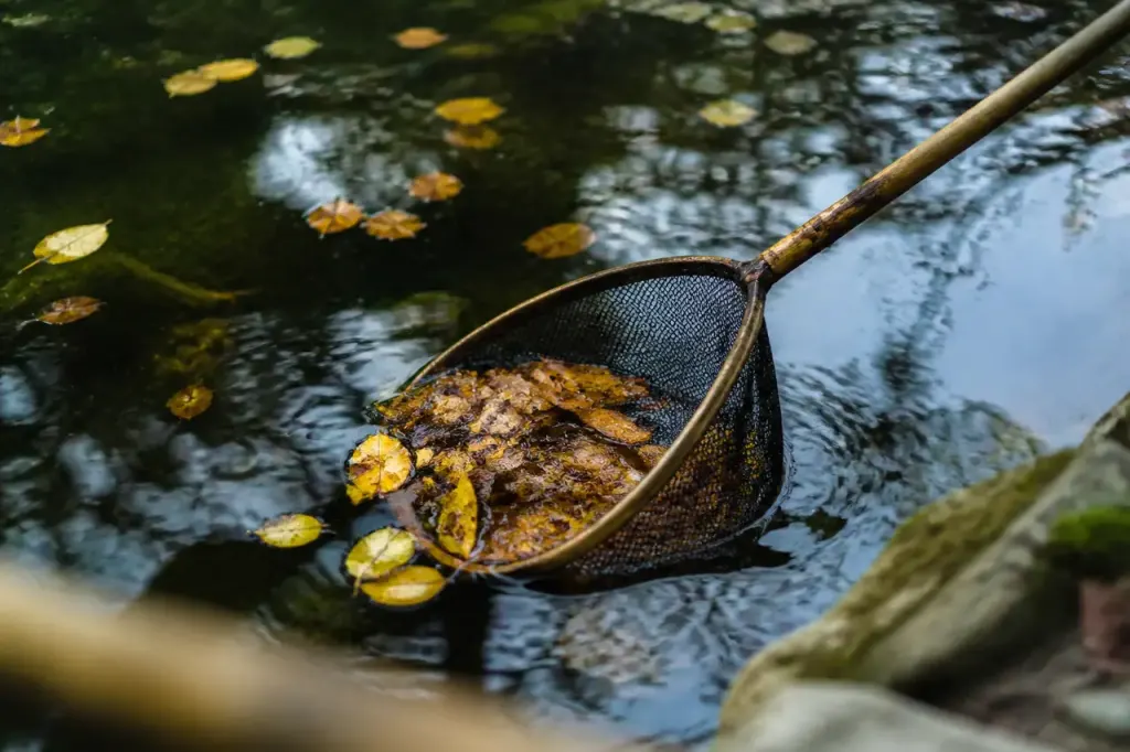 Epuisette retirant feuilles mortes flottant sur eau sombre