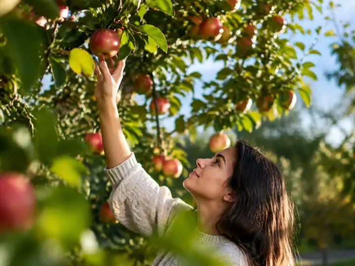 Une femme cueille une pomme debout sous un pommier