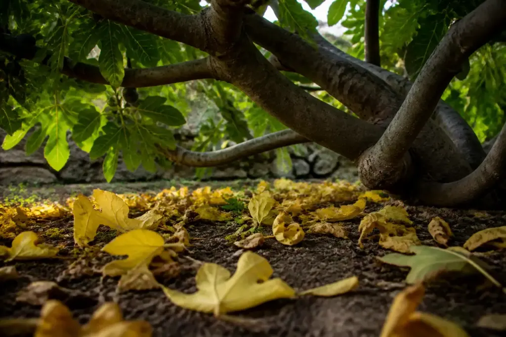 Feuilles jaunes tombant sur le sol pres d'un figuier