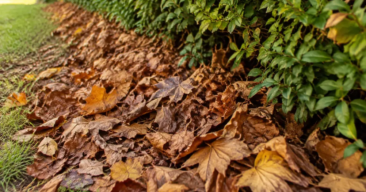 Feuilles mortes brunes entassees au pied d'une haie