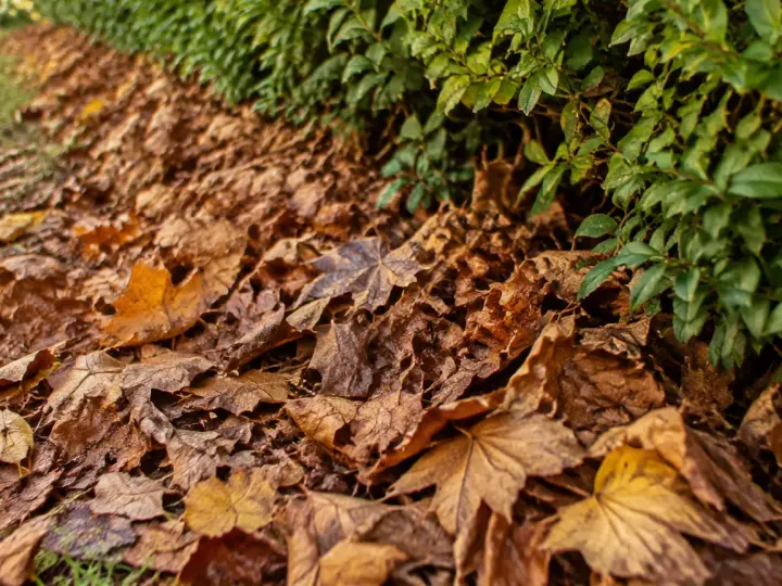 Feuilles mortes brunes entassees au pied d'une haie