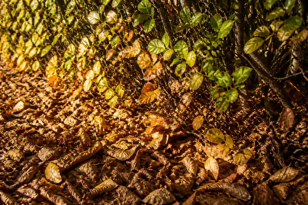 Feuilles mortes entassees au pied d'une haie