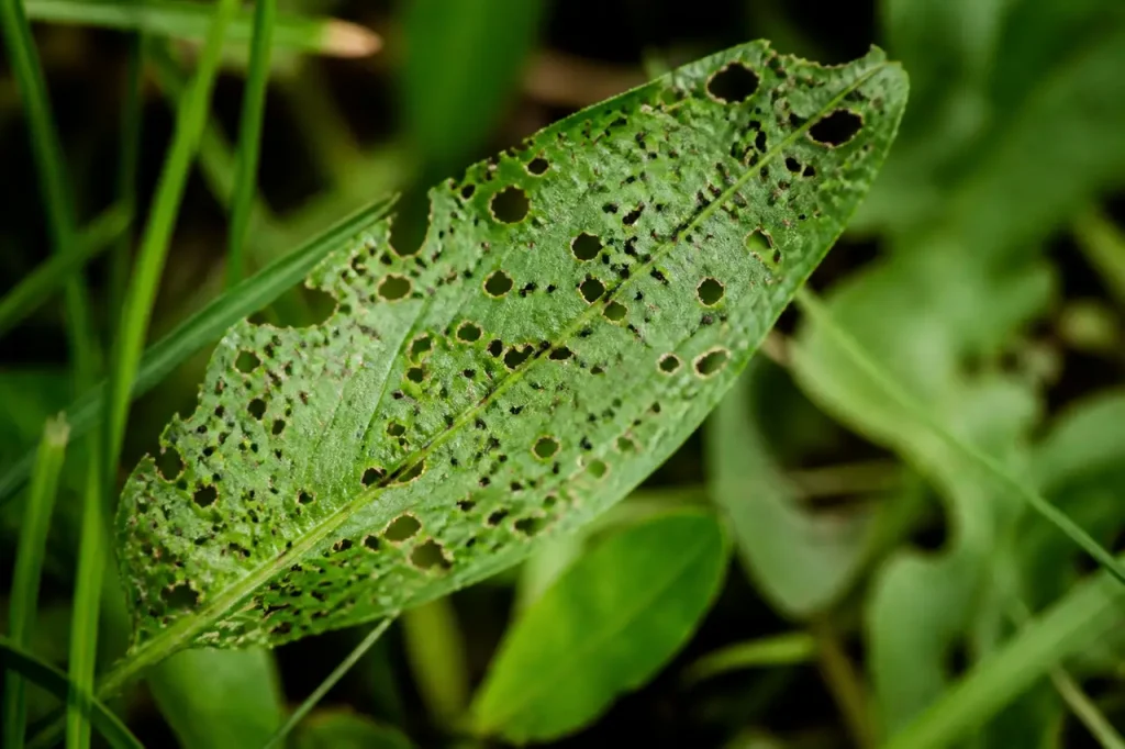 Feuilles rongees par minuscules insectes noirs sur pied oseille