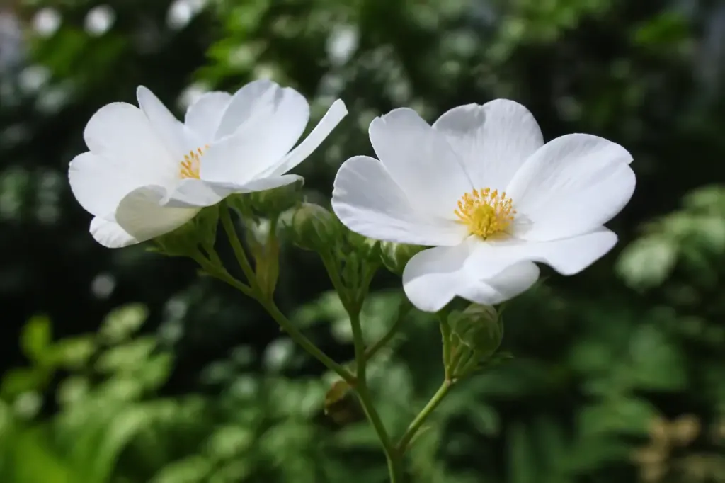 Fleurs blanches ouvertes sur tige verte au jardin