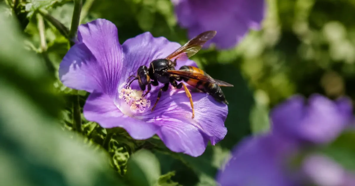 Frelon asiatique butinant une fleur violette au jardin