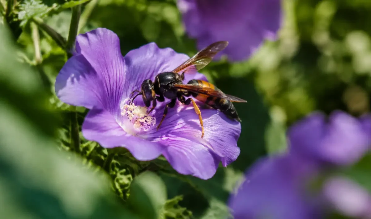 Frelon asiatique butinant une fleur violette au jardin