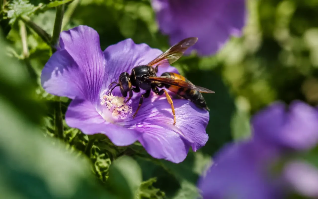 Frelon asiatique butinant une fleur violette au jardin