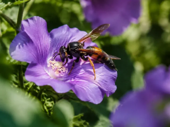 Frelon asiatique butinant une fleur violette au jardin