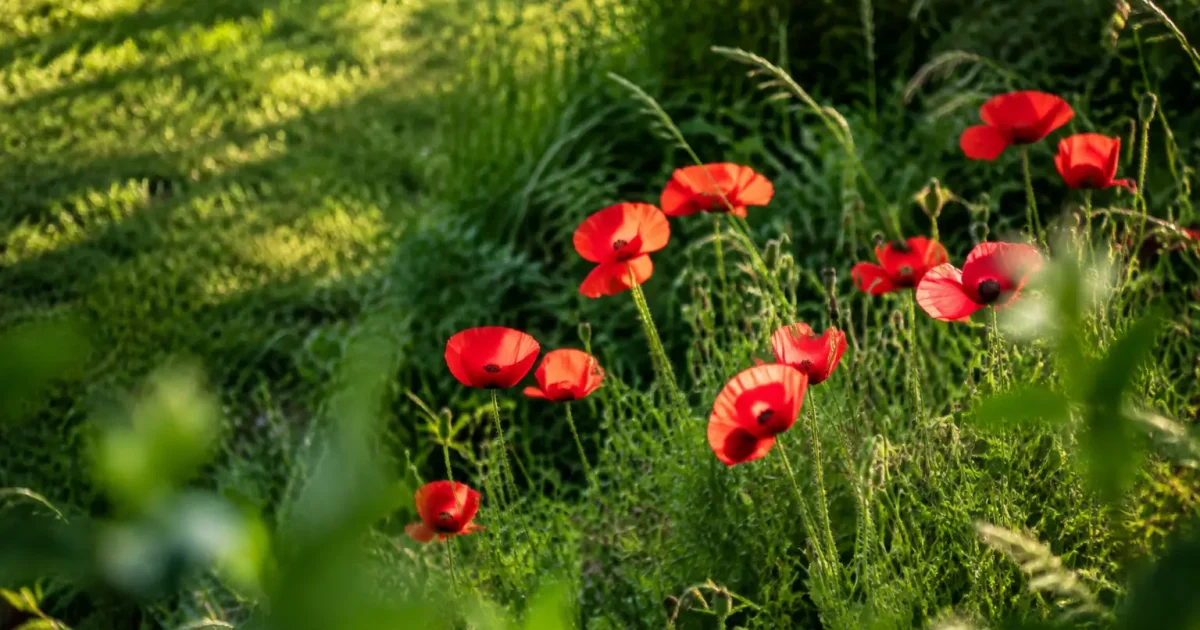 Hautes herbes et coquelicots dans un coin de pelouse