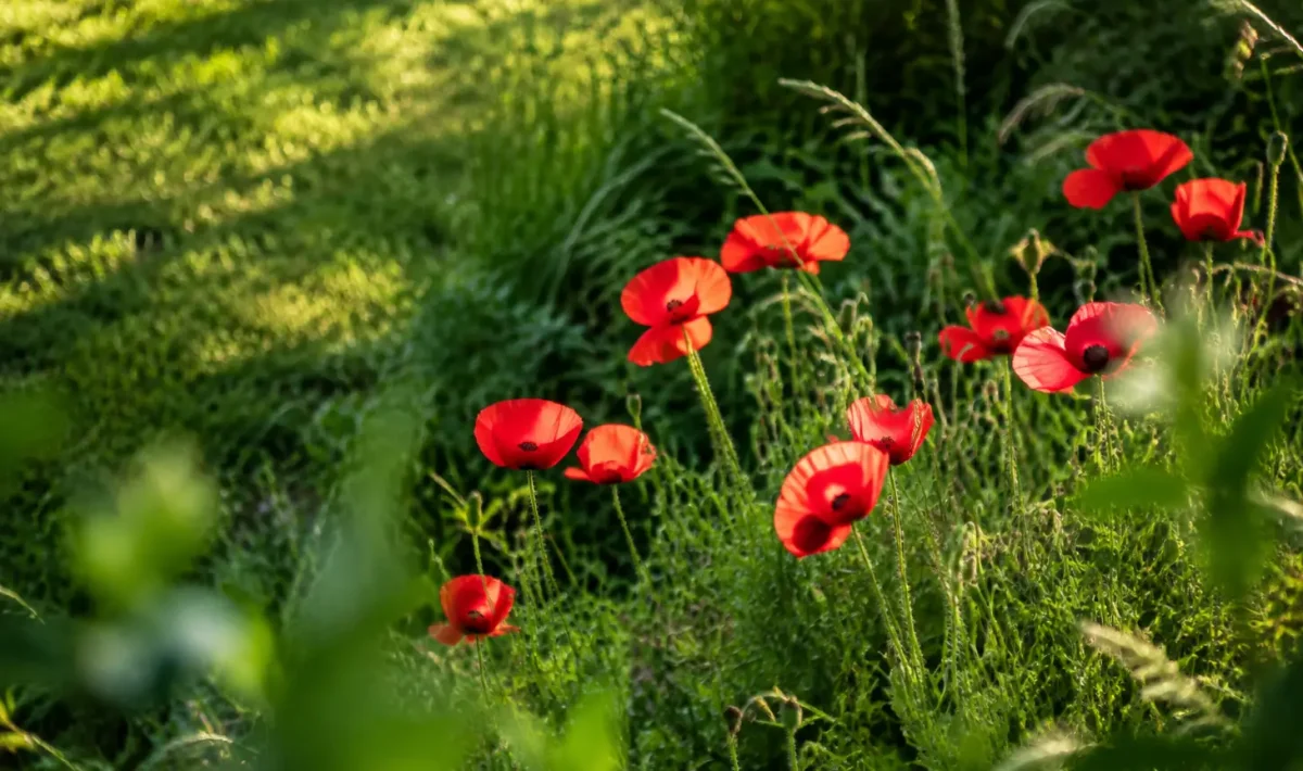Hautes herbes et coquelicots dans un coin de pelouse