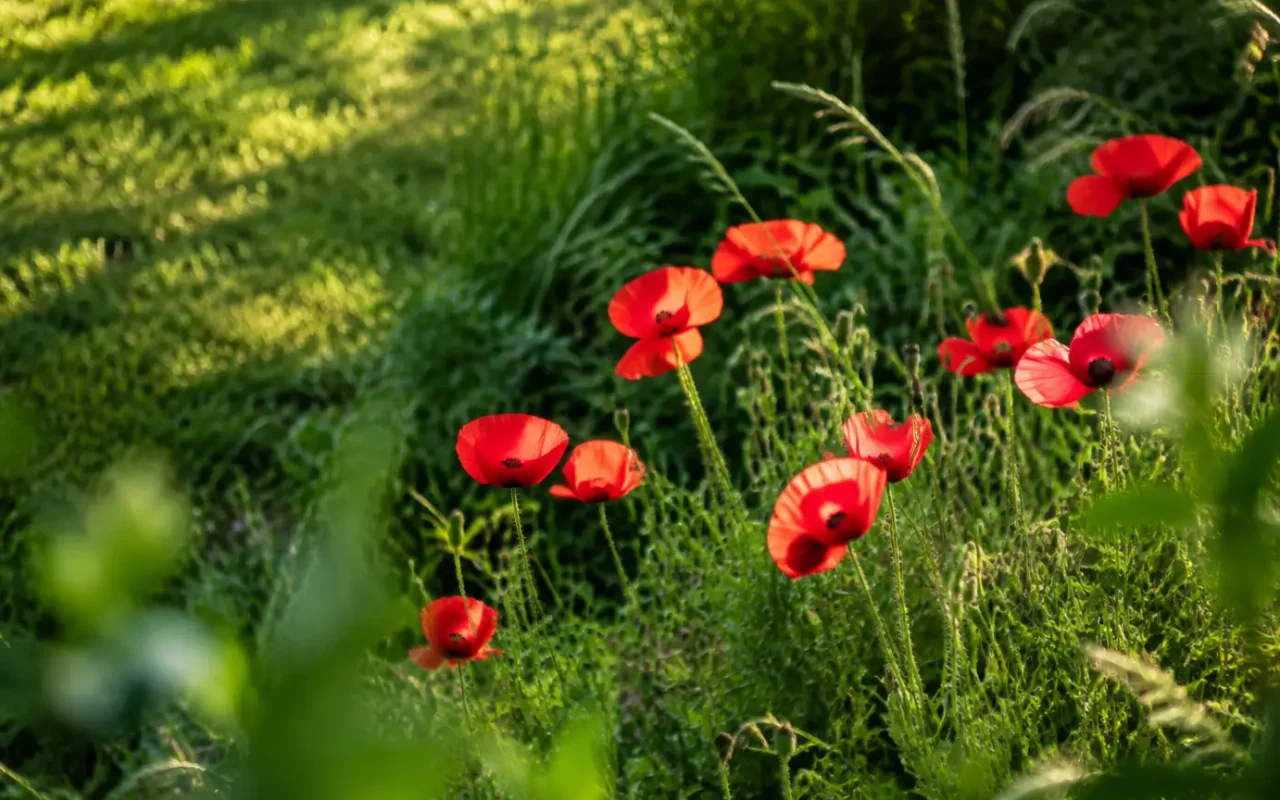Hautes herbes et coquelicots dans un coin de pelouse
