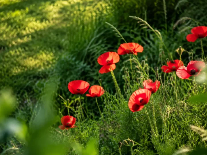 Hautes herbes et coquelicots dans un coin de pelouse