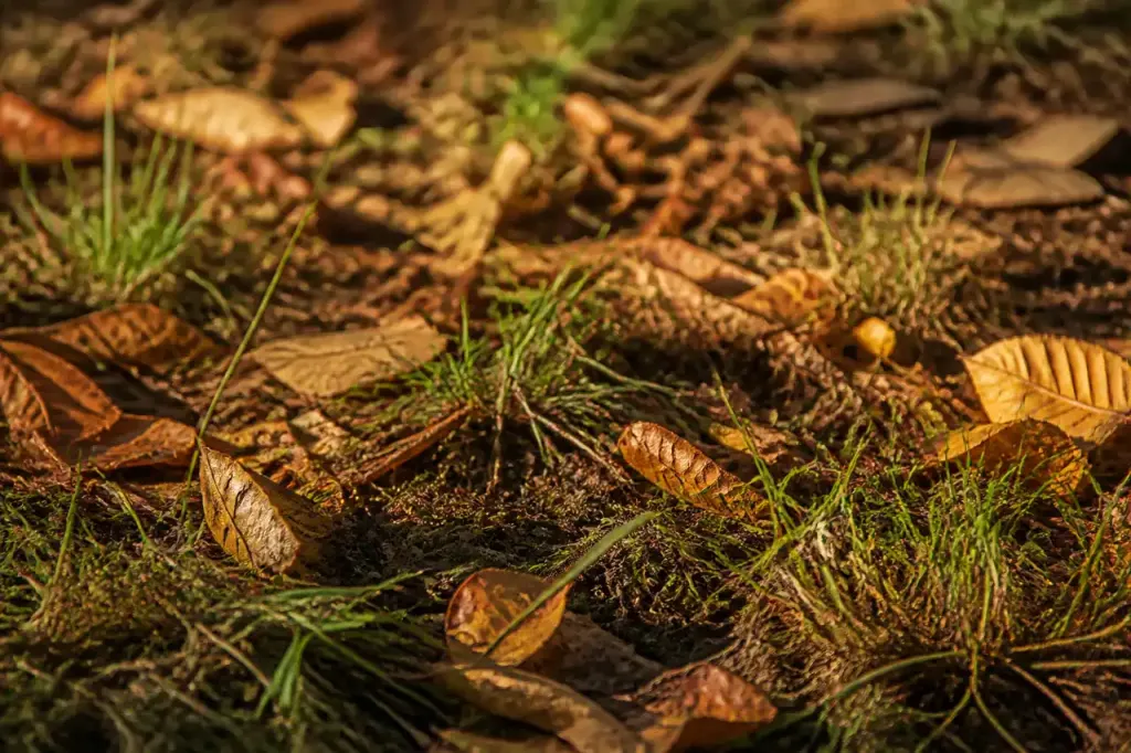 Herbes couchees et feuilles mortes couvrant la terre brune
