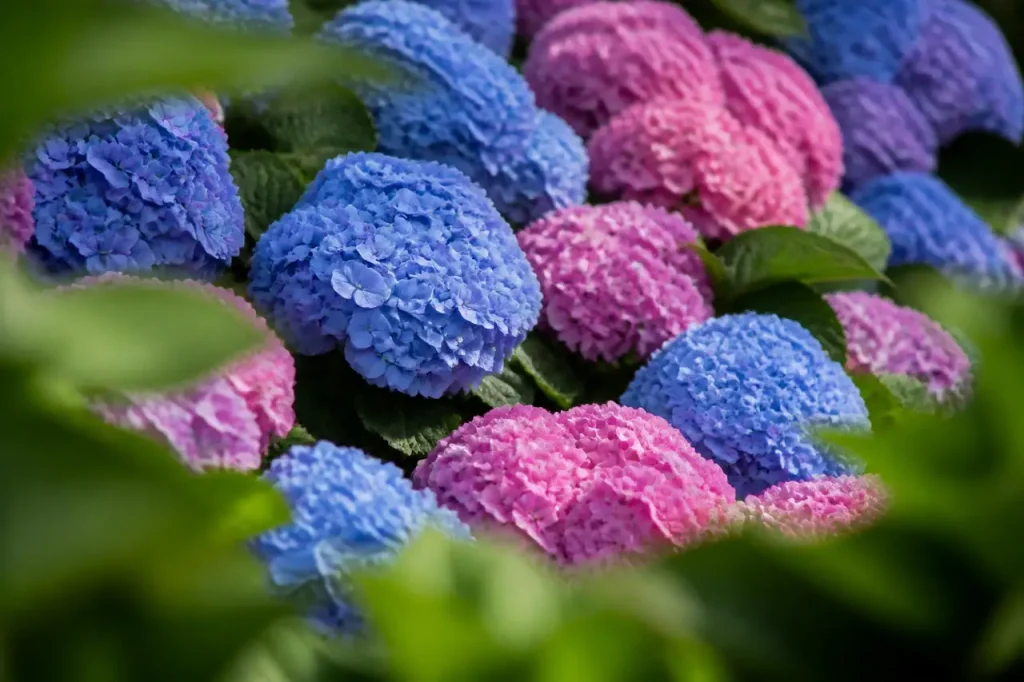 Hortensias bleus et roses en pleine floraison