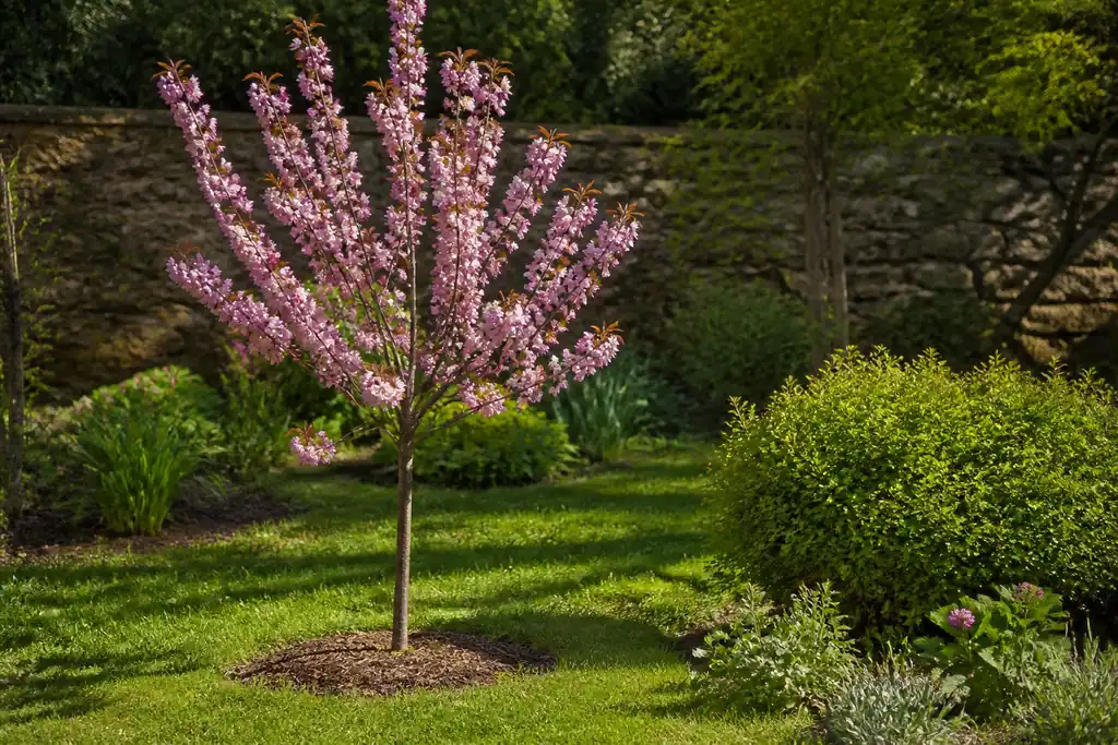 Petit jardin ensoleille avec jeune arbre aux fleurs roses